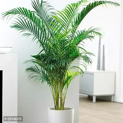 China Palm Plant