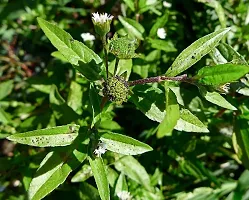 Natural Bhringraj Plant-thumb2