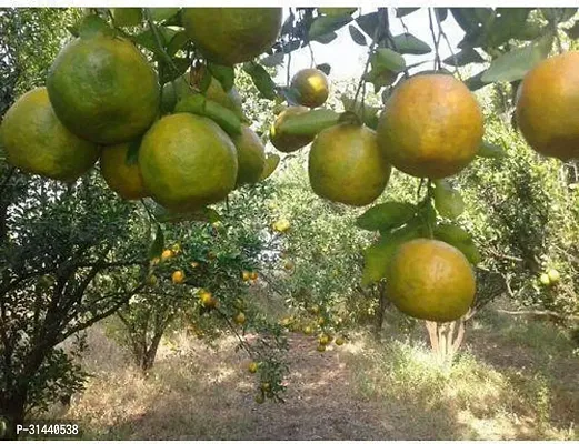 Natural Orange Plant-thumb2