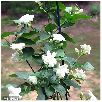 Natural Jasmine Plant-thumb0