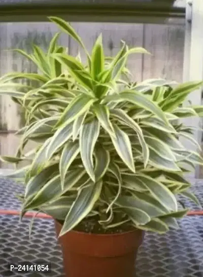 Dracaena Plant