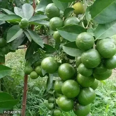 Natural Lemon Plant-thumb0