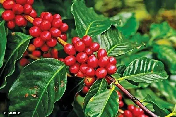 Coffee Plant