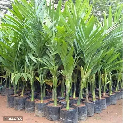 Natural Areca Plam Plant-thumb0