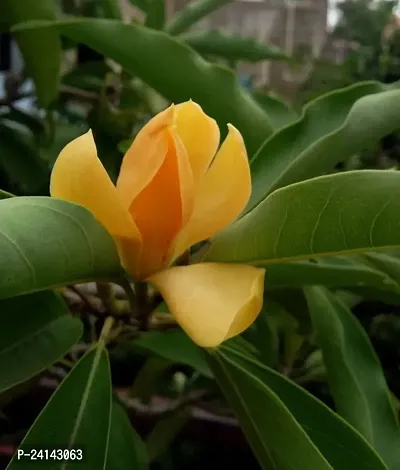 Golden Champa Plant-thumb0