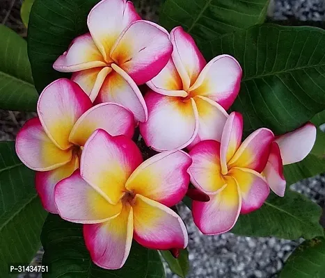 Natural Plumeria Plant-thumb0