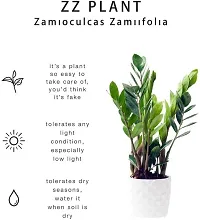Natural Zz Plant-thumb3