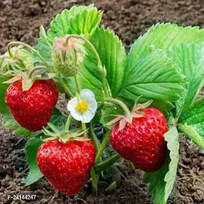 Strawberry Plant