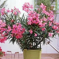 Natural Oleander Plant-thumb1