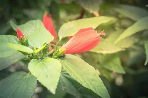 Natural Hibiscus Plant-thumb1