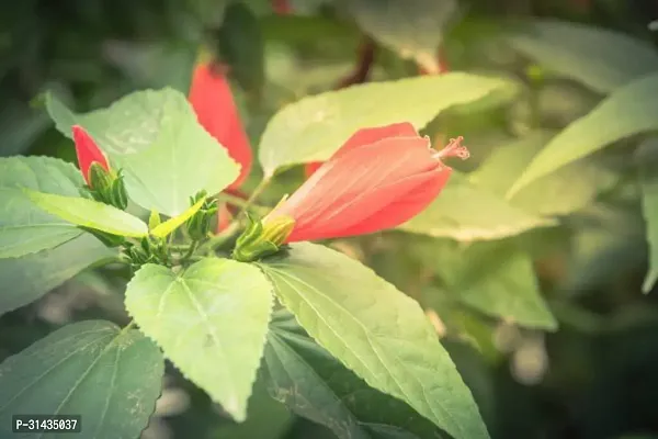 Natural Hibiscus Plant-thumb2