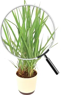 Natural Lemon Grass Plant-thumb2