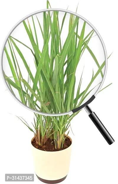 Natural Lemon Grass Plant-thumb3