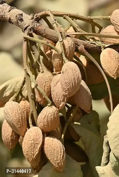 Natural Almond Plant-thumb3