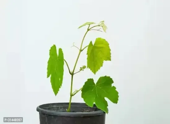 Natural Grapes Plant-thumb2