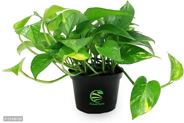 Natural Money Plant