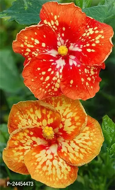 Natural Hibiscus Plant-thumb2
