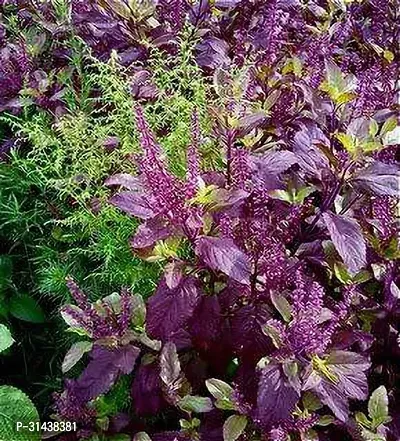 Natural Tulsi Plant