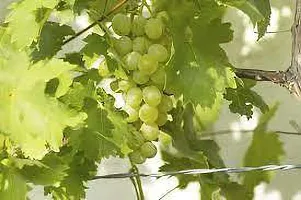 Natural Grape Plant-thumb2