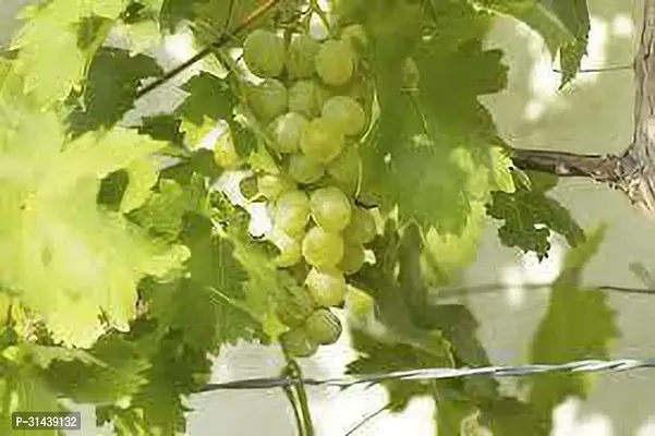 Natural Grape Plant-thumb3