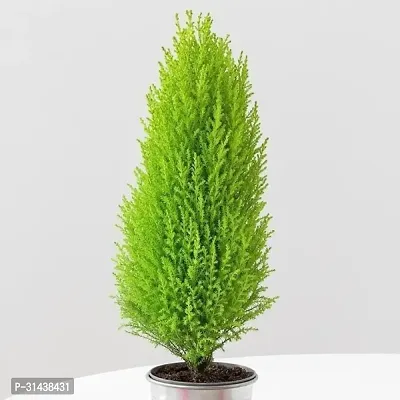 Natural Christmas Tree Plant-thumb0