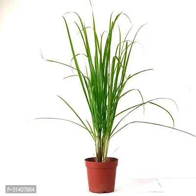 Natural Lemon Grass Plant With Pot-thumb0