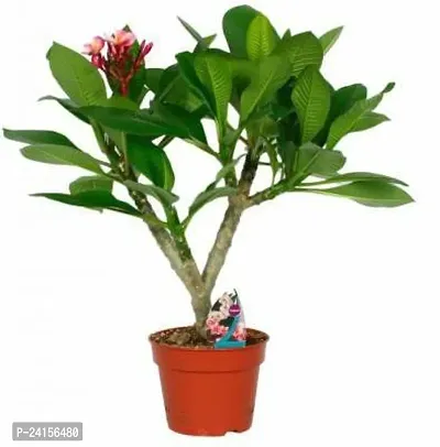 Plumeria Plant-thumb0