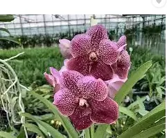 Natural Orchid Plant-thumb1