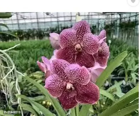 Natural Orchid Plant-thumb2