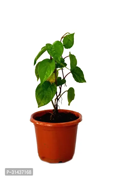 Natural Betel Leaf Plant-thumb0