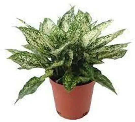 Best Selling Plant & Planters 