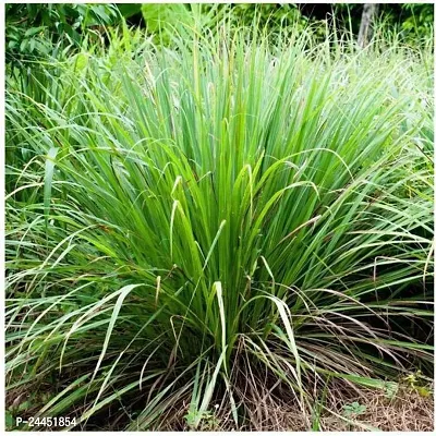 Natural Lemon Grass Plant