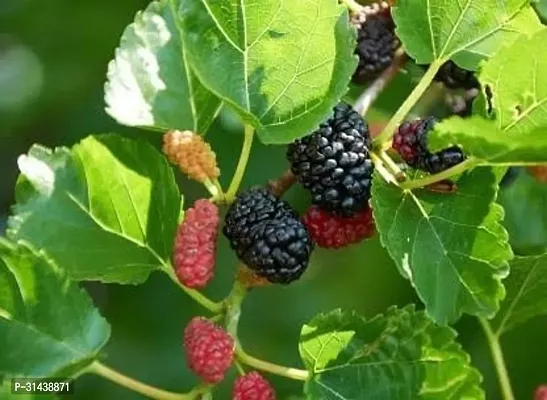 Natural Shahtoot/Mulberry Plant-thumb2