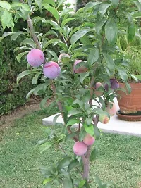 Natural Aloo Bukhara/Plum Plant-thumb1