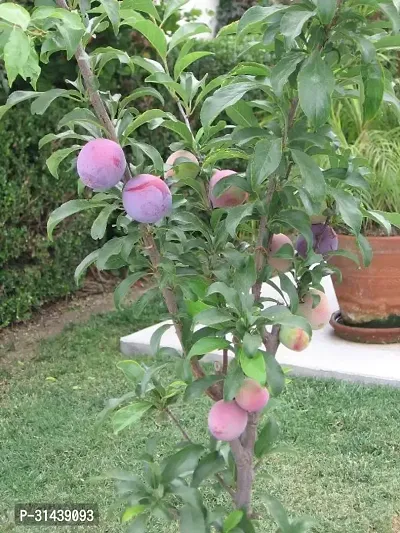 Natural Aloo Bukhara/Plum Plant-thumb2