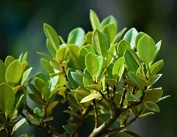 Natural Ficus Bonsai Plant-thumb2