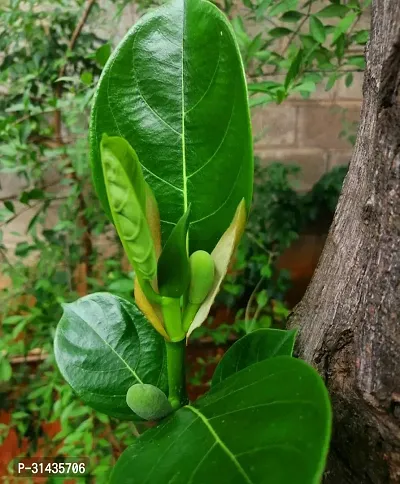 Natural Jackfruit Plant-thumb0