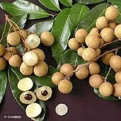 Natural Litchi Plant-thumb3