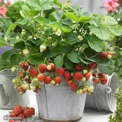 Strawberry Plant