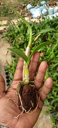 Natural Orchid Plant-thumb2