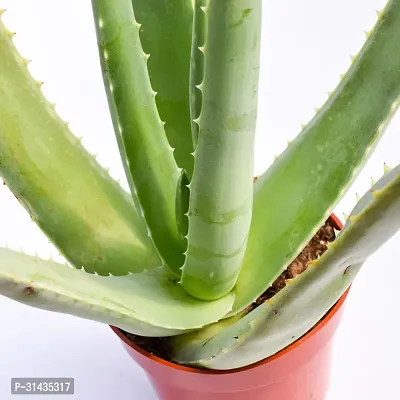 Natural Aloe Vera Plant