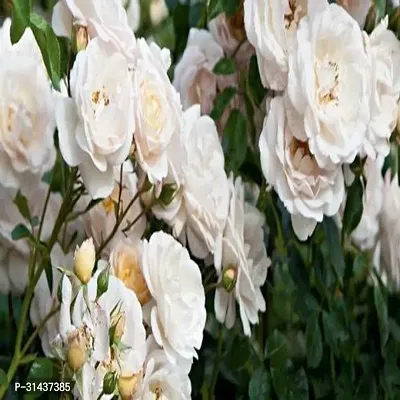 Natural Rose Plant