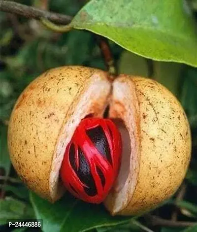 Natural Nutmeg Plant