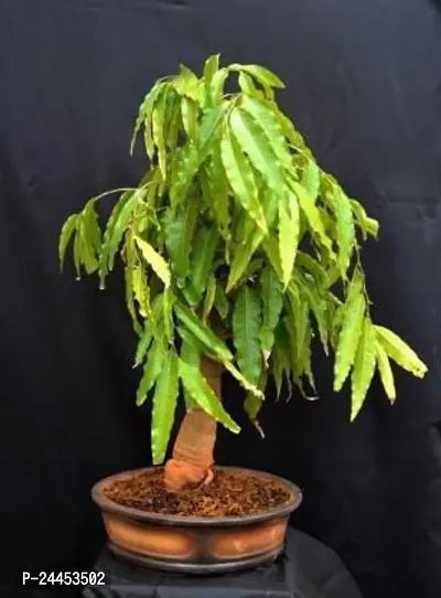 Natural Ashok Plant-thumb0