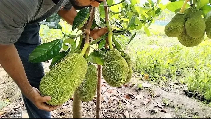 Natural Jackfruit Plant-thumb2