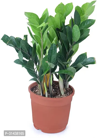 Natural Zamia Plant-thumb0