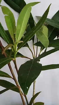 Natural Rudraksh Live Plant-thumb2