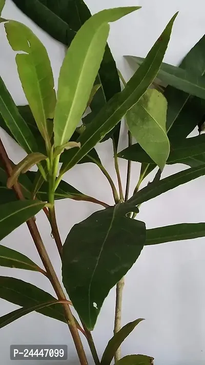 Natural Rudraksh Live Plant-thumb3