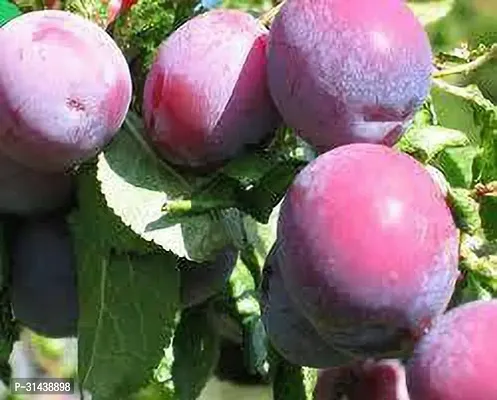 Natural Aloo Bukhara/Plum Plant-thumb0