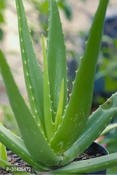 Natural Aloe Vera Plant-thumb0